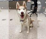 Small Siberian Husky