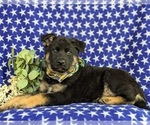 Small #4 German Shepherd Dog