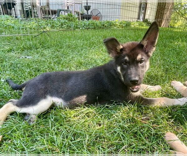 Medium Photo #3 Mutt Puppy For Sale in Minneapolis, MN, USA