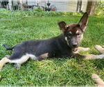 Small #2 Mutt