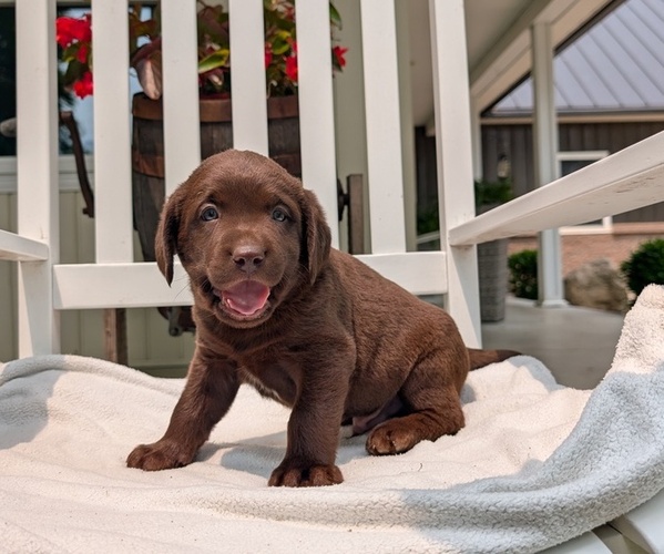 Medium Photo #72 Labrador Retriever Puppy For Sale in GOSHEN, IN, USA