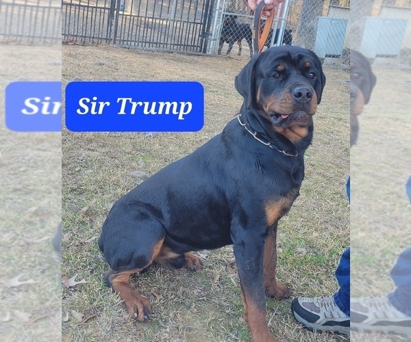 Medium Photo #1 Rottweiler Puppy For Sale in MC CALL CREEK, MS, USA