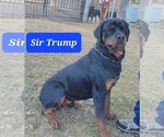 Small Photo #1 Rottweiler Puppy For Sale in MC CALL CREEK, MS, USA