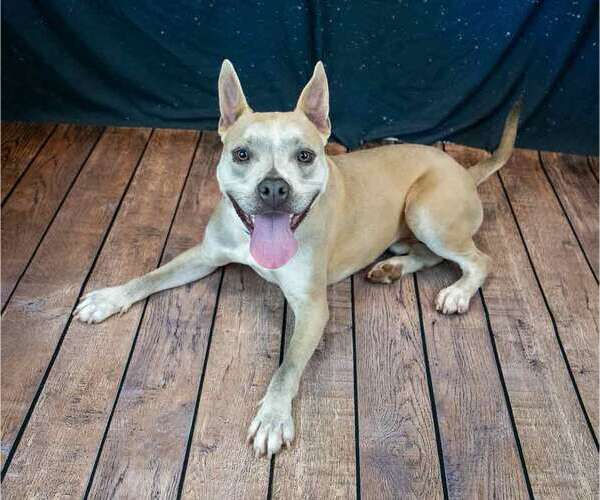 Medium Photo #3 Bulldog-Unknown Mix Puppy For Sale in Kennesaw, GA, USA