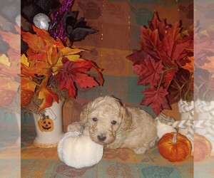 Poodle (Toy) Puppy for sale in MARTINSVILLE, OH, USA