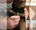 Small Photo #3 Rottweiler Puppy For Sale in EUBANK, KY, USA