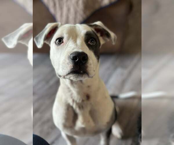 Medium Photo #2 Mutt Puppy For Sale in Greenville, SC, USA