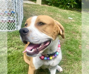 Millie - Female American Staffordshire Terrier-Boxer Mix Dog for Adoption - Photo #7