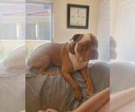 Small #3 Bulldog