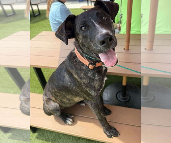 Medium Photo #7 American Staffordshire Terrier-Unknown Mix Puppy For Sale in Germantown, OH, USA