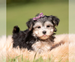 Puppy Petals F1 Morkie