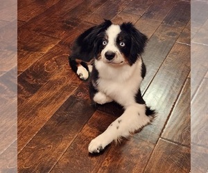 Miniature Australian Shepherd Puppy for sale in GREER, SC, USA