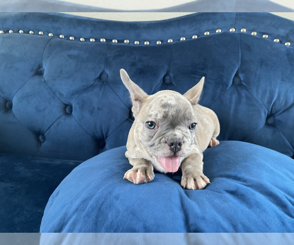 Medium Photo #12 French Bulldog Puppy For Sale in ALPHARETTA, GA, USA