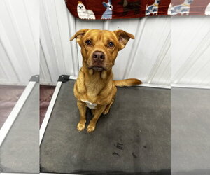 American Pit Bull Terrier-Unknown Mix Dogs for adoption in Corning, AR, USA