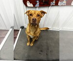 Small American Pit Bull Terrier Mix