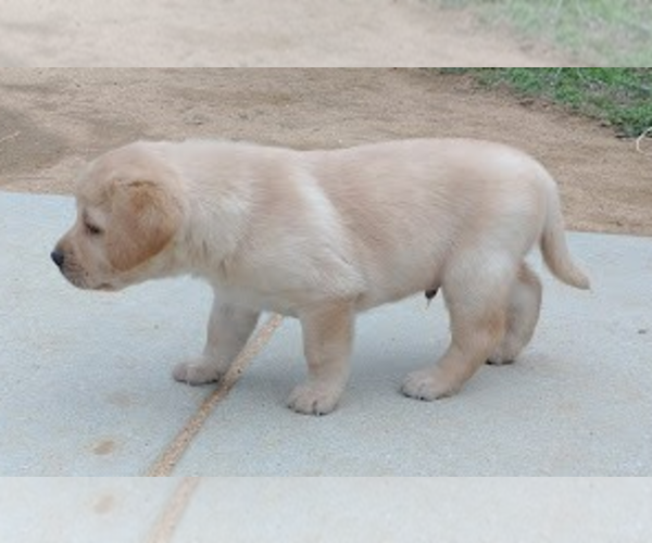 Medium Photo #1 Labrador Retriever Puppy For Sale in CALIENTE, CA, USA