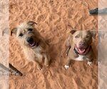 Small Photo #16 Mutt Puppy For Sale in Kanab, UT, USA