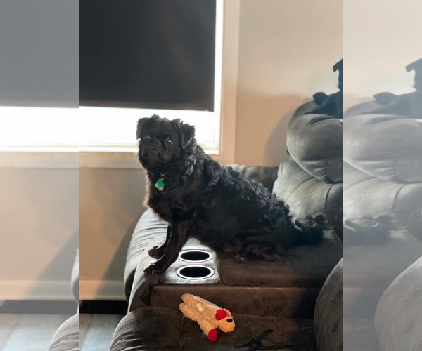 Medium Photo #2 Pug Puppy For Sale in Indianapolis, IN, USA
