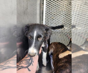 Border Collie Dogs for adoption in Bakersfield, CA, USA