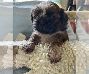 Shih Tzu Puppy for Sale in SEVIERVILLE, Tennessee USA