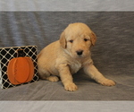 Small Photo #2 Double Doodle Puppy For Sale in BOTHELL, WA, USA