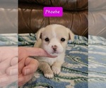 Small Photo #2 Chizer Puppy For Sale in MONTEZUMA, GA, USA