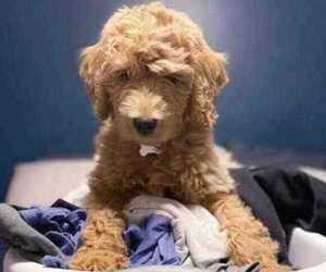 Goldendoodle Puppy for sale in CHARLESTON, SC, USA