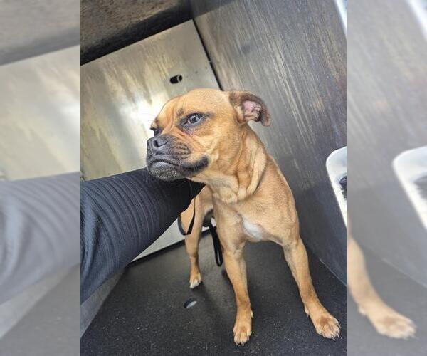 Medium Photo #1 Pug-Unknown Mix Puppy For Sale in San Antonio, TX, USA