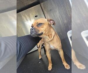 Pug-Unknown Mix Dogs for adoption in San Antonio, TX, USA