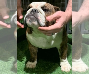English Bulldog Puppy for sale in CUSTER, WA, USA
