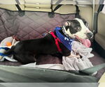 Small #2 American Pit Bull Terrier Mix