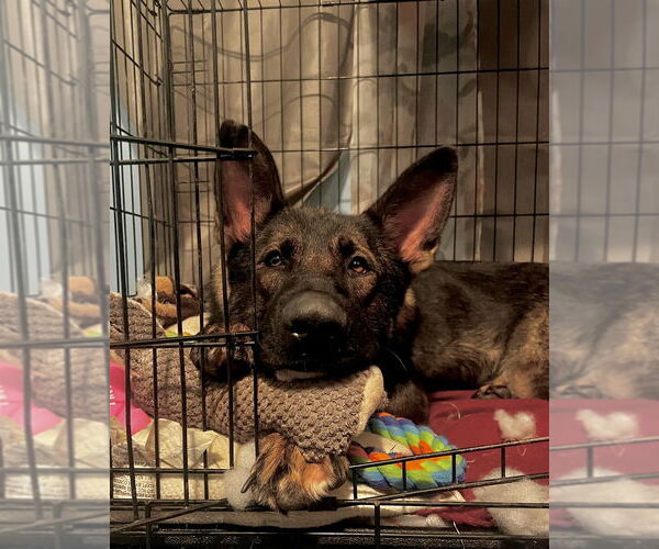 Medium Photo #4 German Shepherd Dog-Unknown Mix Puppy For Sale in Brewster, NY, USA