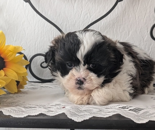 Medium Photo #5 Zuchon Puppy For Sale in GOSHEN, IN, USA