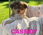 Small Photo #18 Miniature American Shepherd Puppy For Sale in NOLENSVILLE, TN, USA
