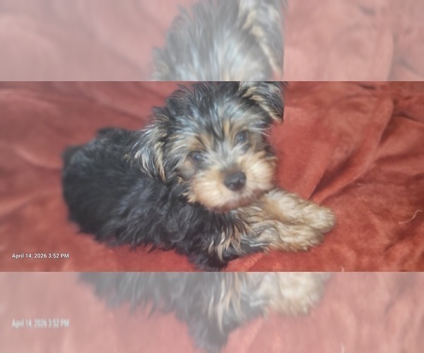 Medium Photo #3 Yorkshire Terrier Puppy For Sale in AKRON, OH, USA