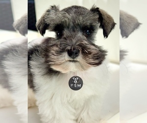 Schnauzer (Miniature) Puppy for sale in KISSIMMEE, FL, USA