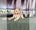 Small #2 Labradoodle