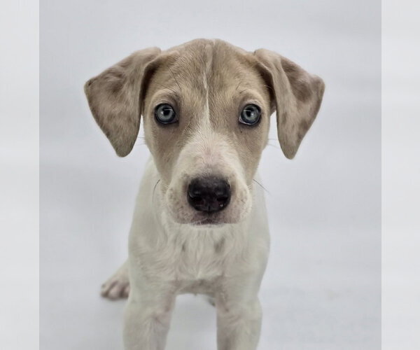 Medium Photo #1 Great Dane-Unknown Mix Puppy For Sale in Lakewood, CO, USA
