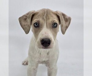 Great Dane-Unknown Mix Dogs for adoption in Lakewood, CO, USA