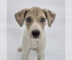 Small Great Dane Mix