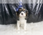 Small #4 Cavalier King Charles Spaniel