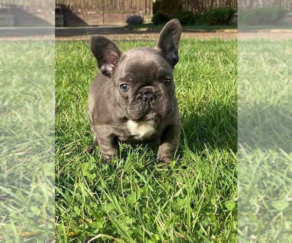 Medium Photo #3 French Bulldog Puppy For Sale in BROOKLYN, NY, USA