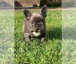 Small #2 French Bulldog