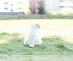 Small Photo #6 Maltese Puppy For Sale in WARSAW, IN, USA