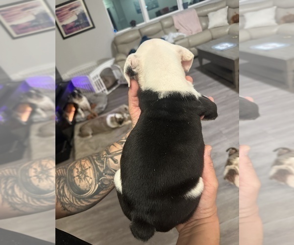 Medium Photo #8 English Bulldog Puppy For Sale in WEEKI WACHEE, FL, USA