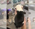 Small Photo #8 English Bulldog Puppy For Sale in WEEKI WACHEE, FL, USA