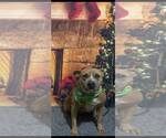 Small #1 American Pit Bull Terrier Mix