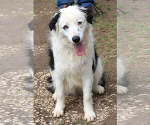 Bear - Male Borador Dog for Adoption - Photo #5