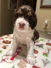 English Springer Spaniel Puppy for sale in TUCSON, AZ, USA