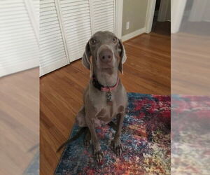 Weimaraner Dogs for adoption in Dallas, TX, USA